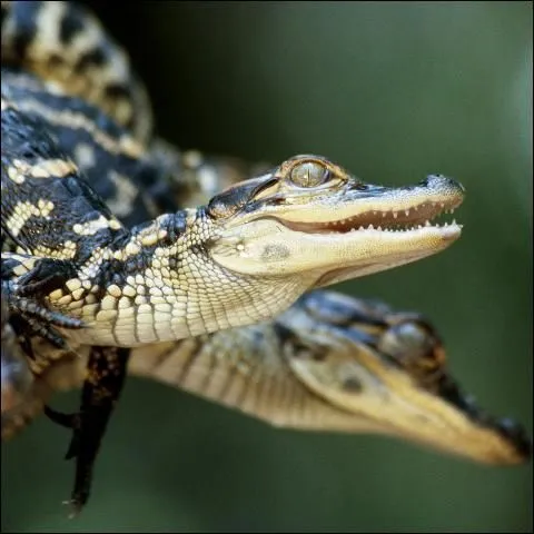 thumbnail for publication: Viviendo con los caimanes: una realidad en Florida